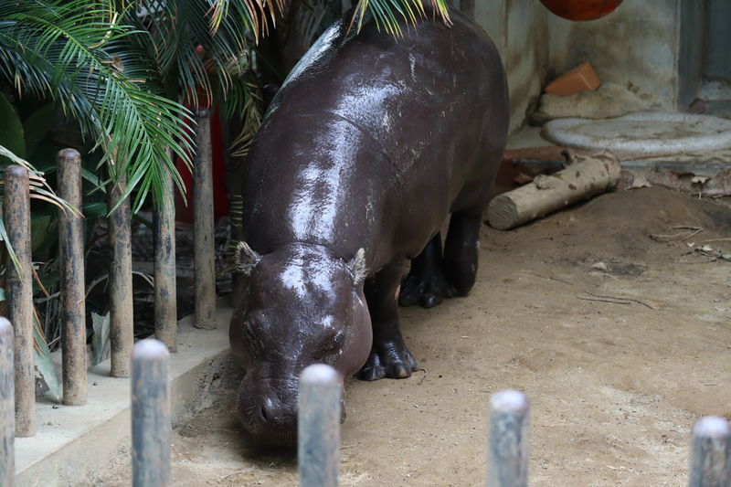 f:id:itsuwalove777:20210515152312j:plain