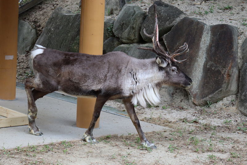 動物図鑑-トナカイ(Rangifer tarandus) - 動物園&水族館に行こう！！