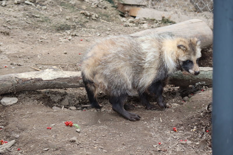 動物図鑑-タヌキ(Nyctereutes procyonoides) - 動物園&水族館に行こう！！
