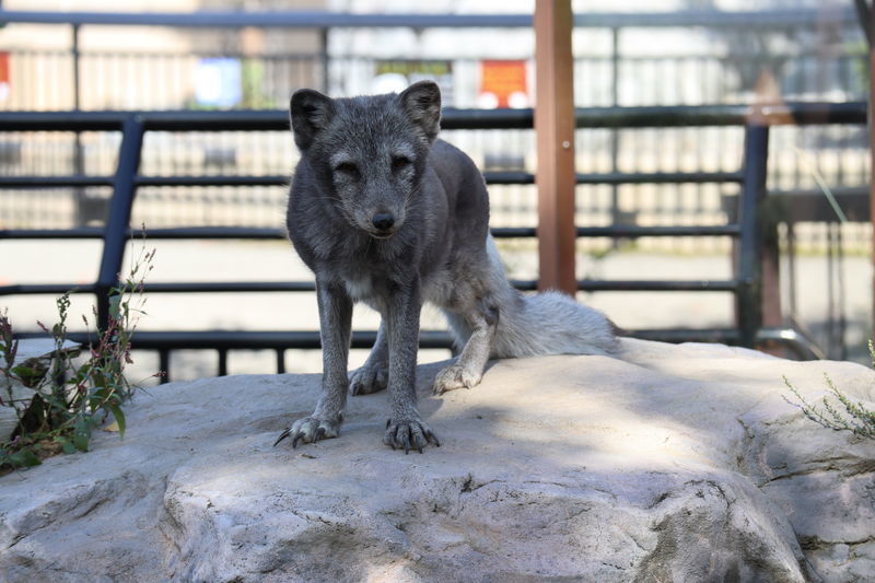 ホッキョクギツネ 原皮 ファイル:Alopex lagopus, Asahikawa Asahiyama Zoological Park.jpg