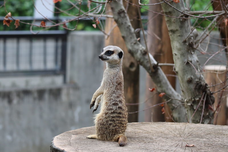 動物図鑑-ミーアキャット(Suricata suricatta) - 動物園&水族館に行