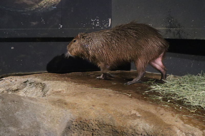 f:id:itsuwalove777:20210519191123j:plain