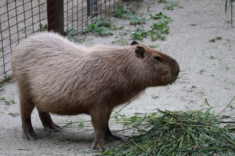 動物図鑑-カピバラ(Hydrochoerus hydrochaeris) - 動物園&水族館に行