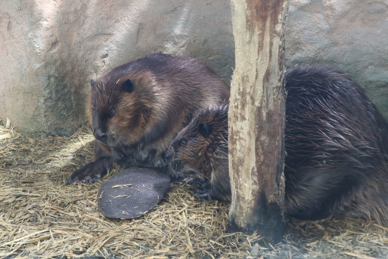 f:id:itsuwalove777:20210519192352j:plain