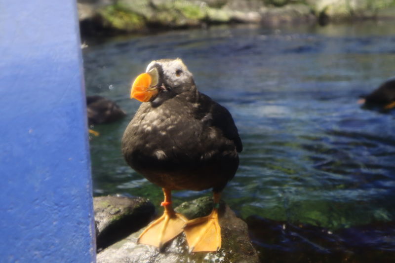 水族館鳥図鑑-エトピリカ(Fratercula cirrhata) - 動物園&水族館に行
