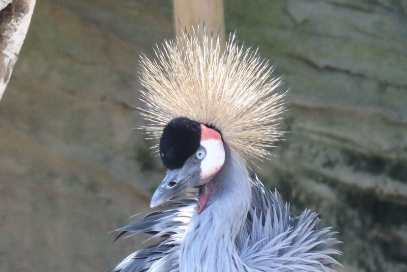 動物園鳥図鑑 ホオジロカンムリヅル Balearica Regulorum 動物園 水族館に行こう