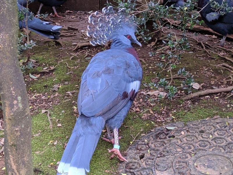 動物園鳥図鑑-オウギバト(Goura victoria) - 動物園&水族館に行こう！！
