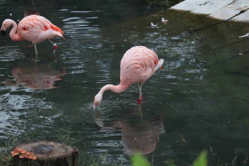 動物園鳥図鑑-チリーフラミンゴ(Phoenicopterus chilensis) - 動物園