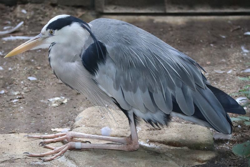 動物園鳥図鑑-アオサギ(Ardea cinerea) - 動物園&水族館に行こう！！