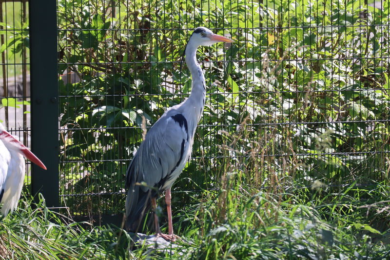 動物園鳥図鑑 アオサギ Ardea Cinerea 動物園 水族館に行こう