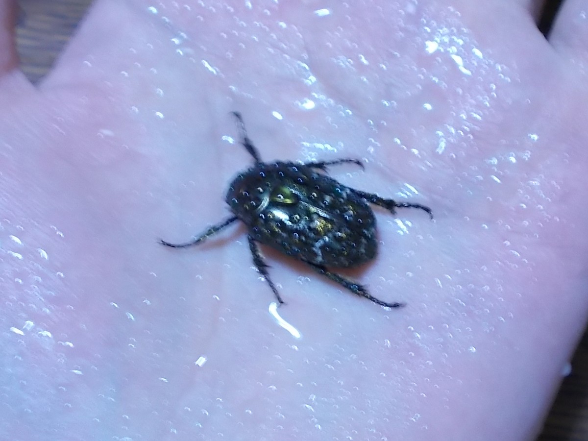 ハナムグリ