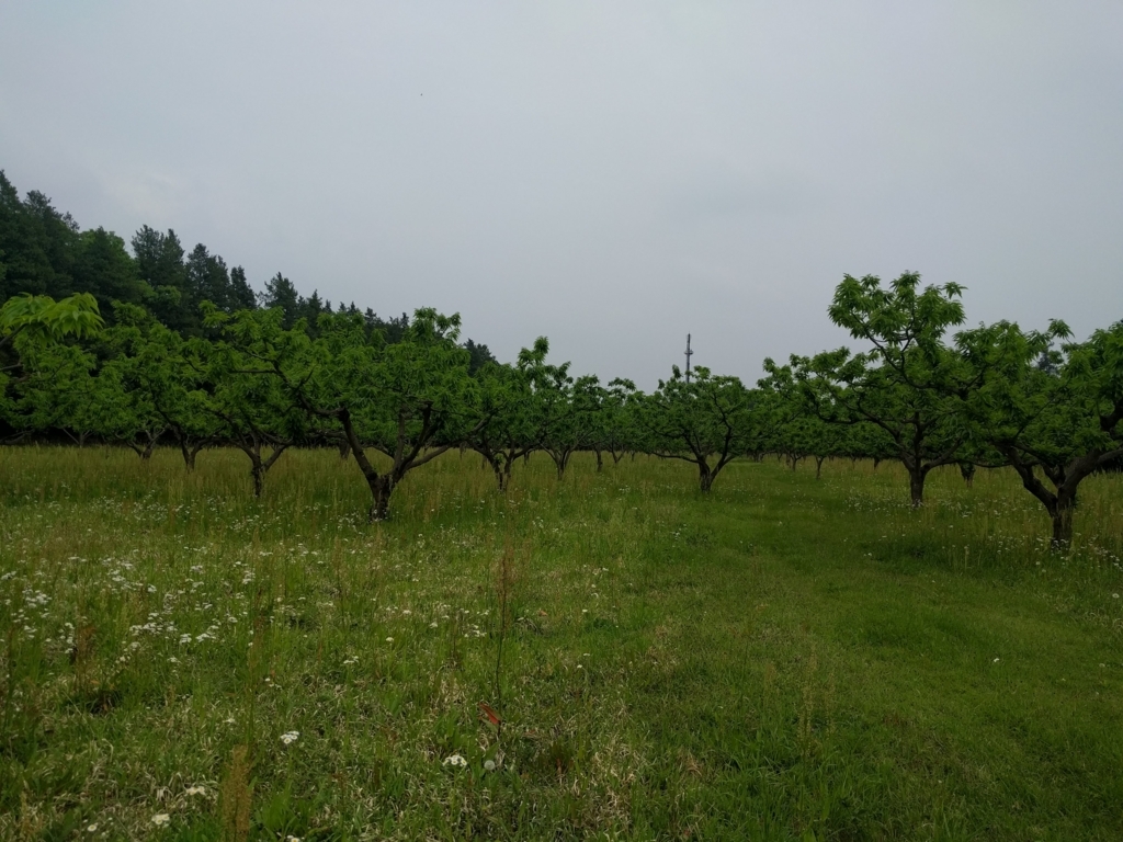 f:id:itukahaitaru:20180507023929j:plain f:id:itukahaitaru:20180507023929j:plain