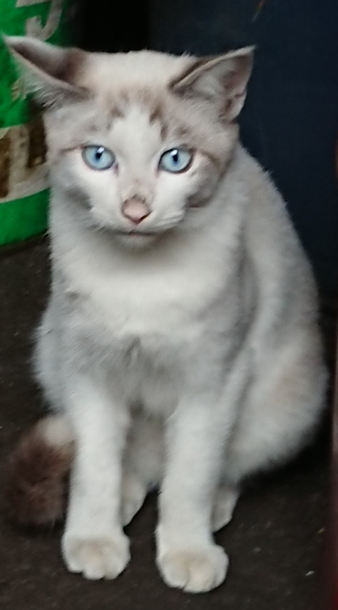 f:id:ituki2320:20191108132721j:plain f:id:ituki2320:20191108132721j:plain