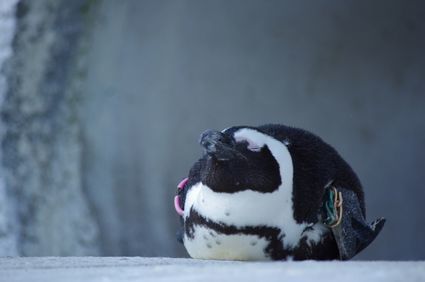 f:id:iuran:20200927185939j:plain