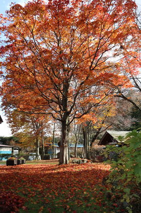 f:id:iuran:20211107150649j:plain