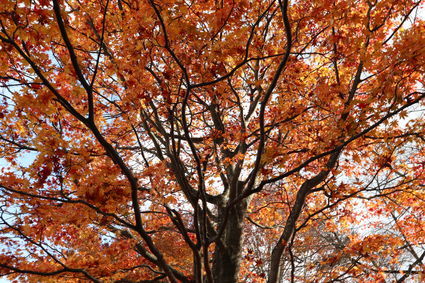 f:id:iuran:20211107150758j:plain