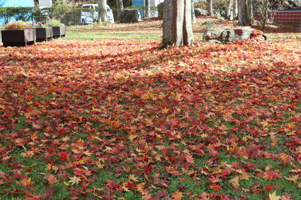 f:id:iuran:20211107151133j:plain