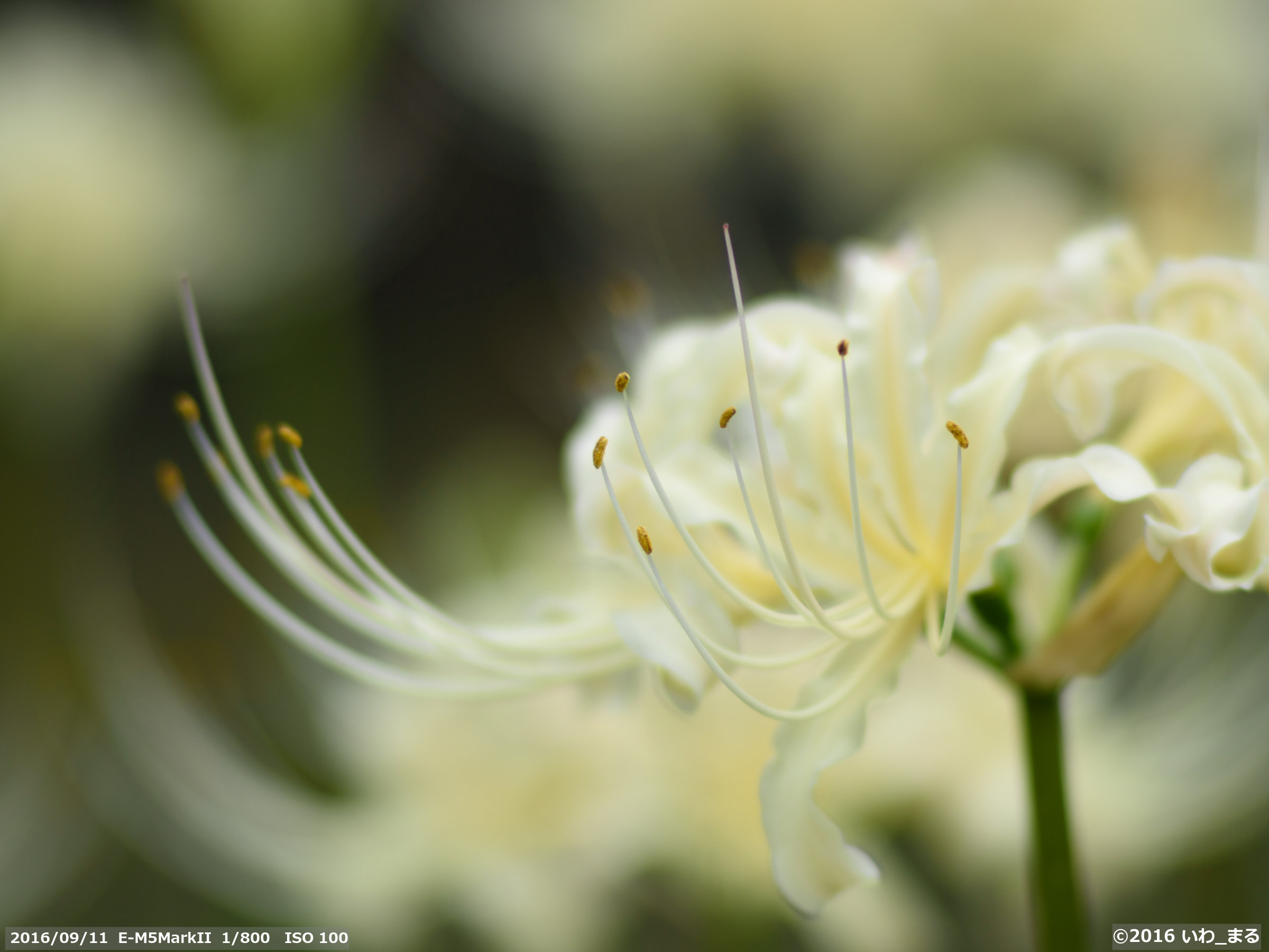 作例付き　UNIVERSAR 135mm F2.8 FDマウント　管mpr 作例付き UNIVERSAR 135mm F2.8 FDマウント 管mprの通販 by けん