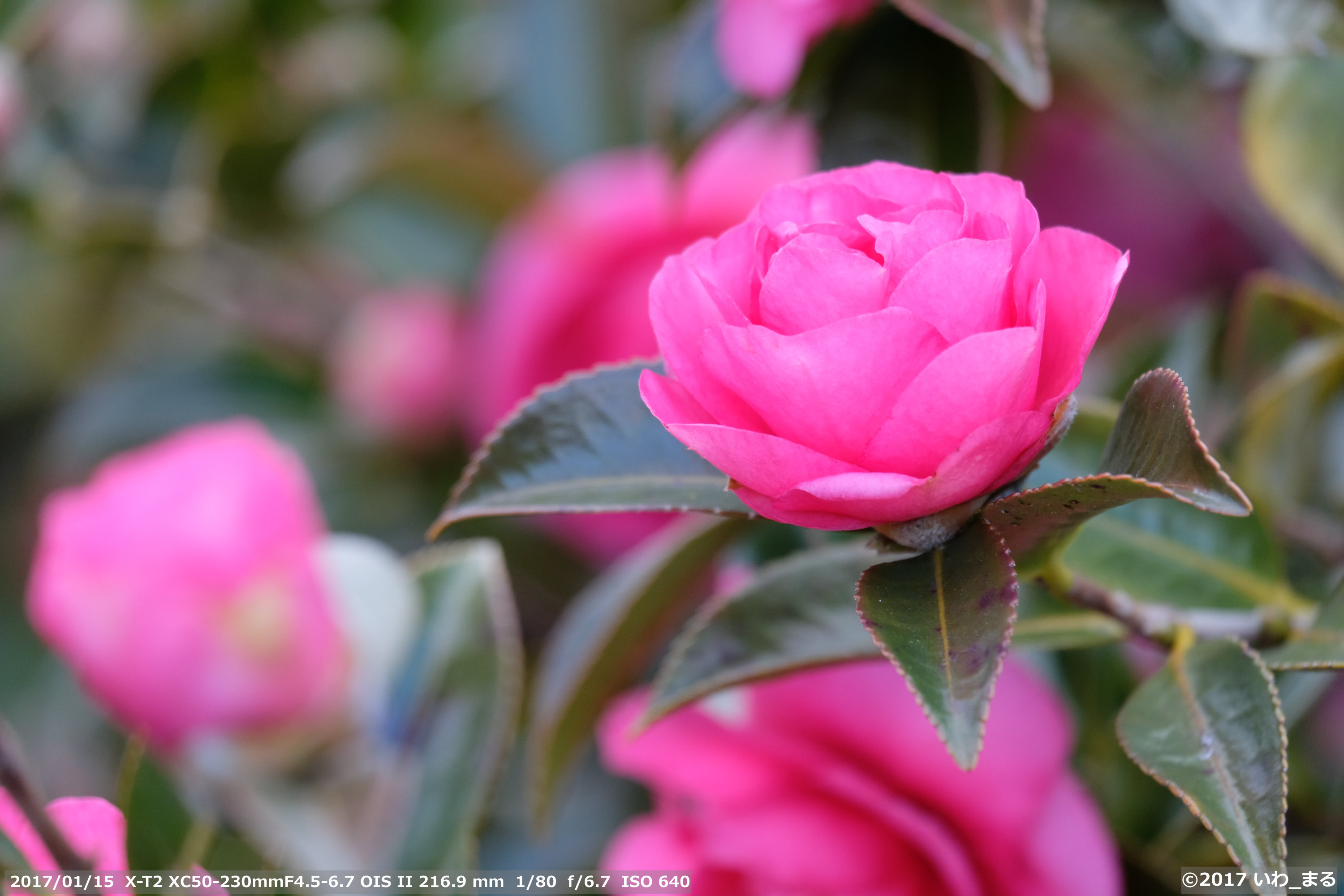 f:id:iwa_maru:20170125213102j:plain