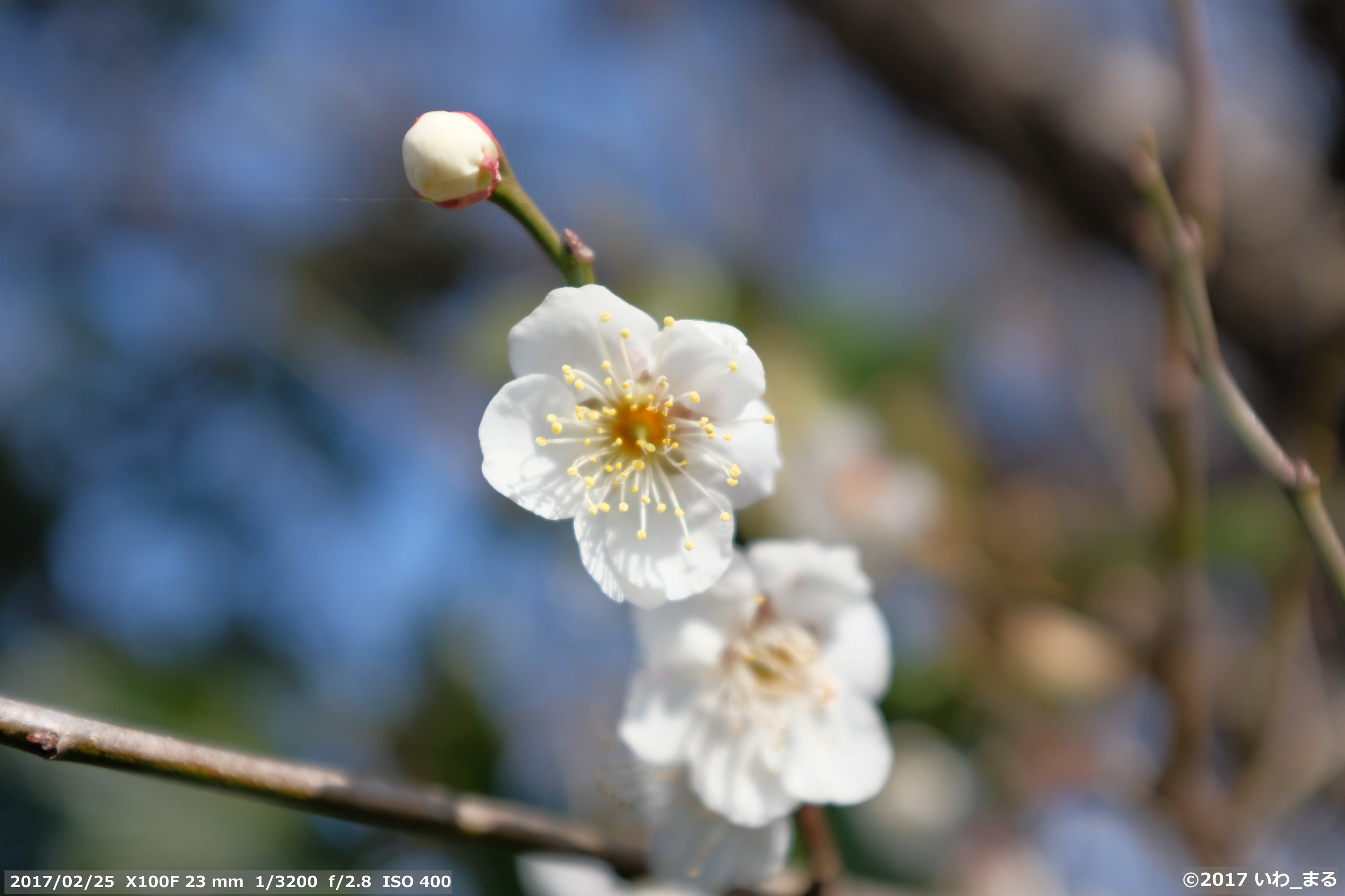 f:id:iwa_maru:20170225230705j:plain f:id:iwa_maru:20170225230705j:plain