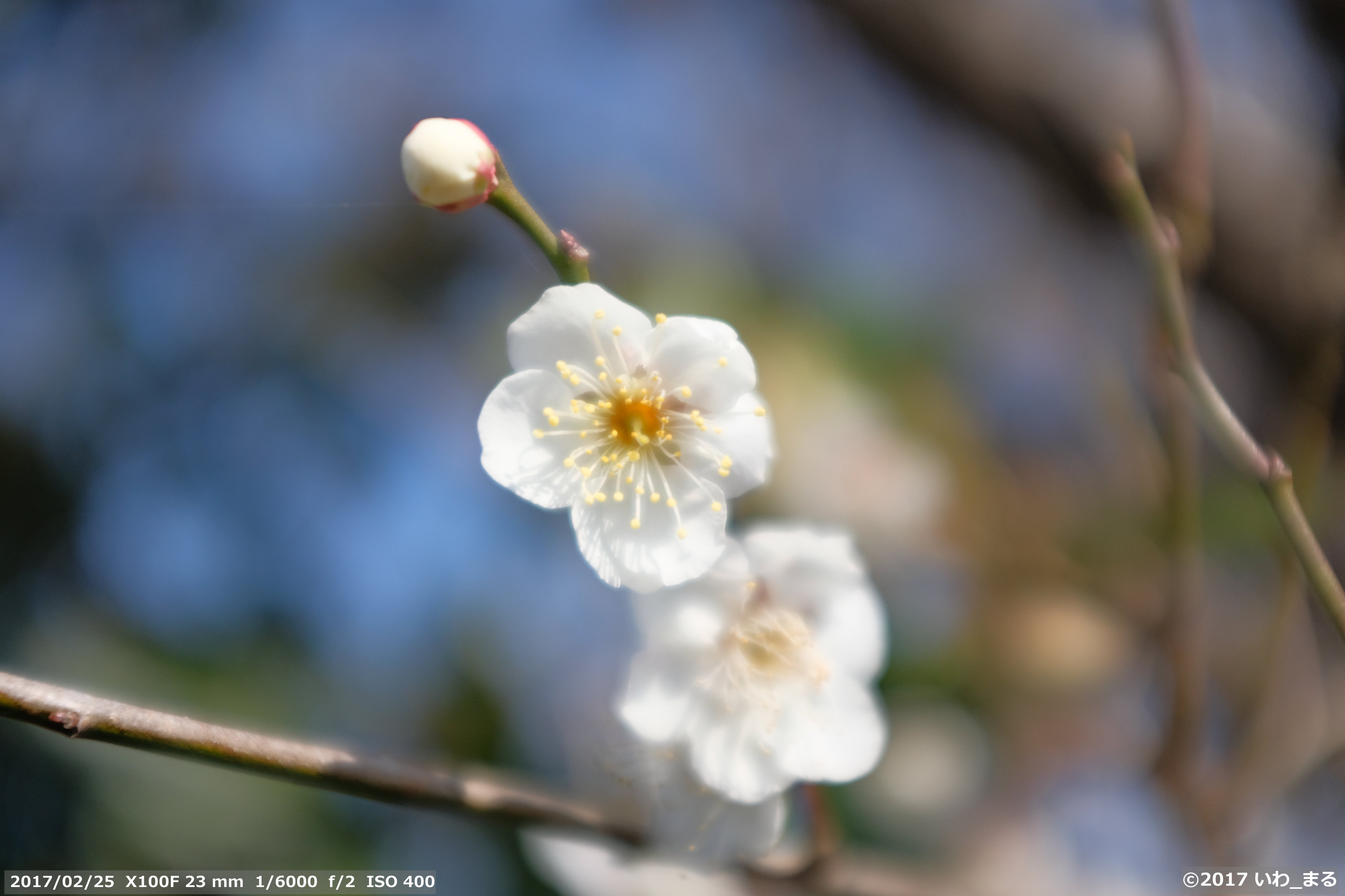 f:id:iwa_maru:20170225230706j:plain f:id:iwa_maru:20170225230706j:plain