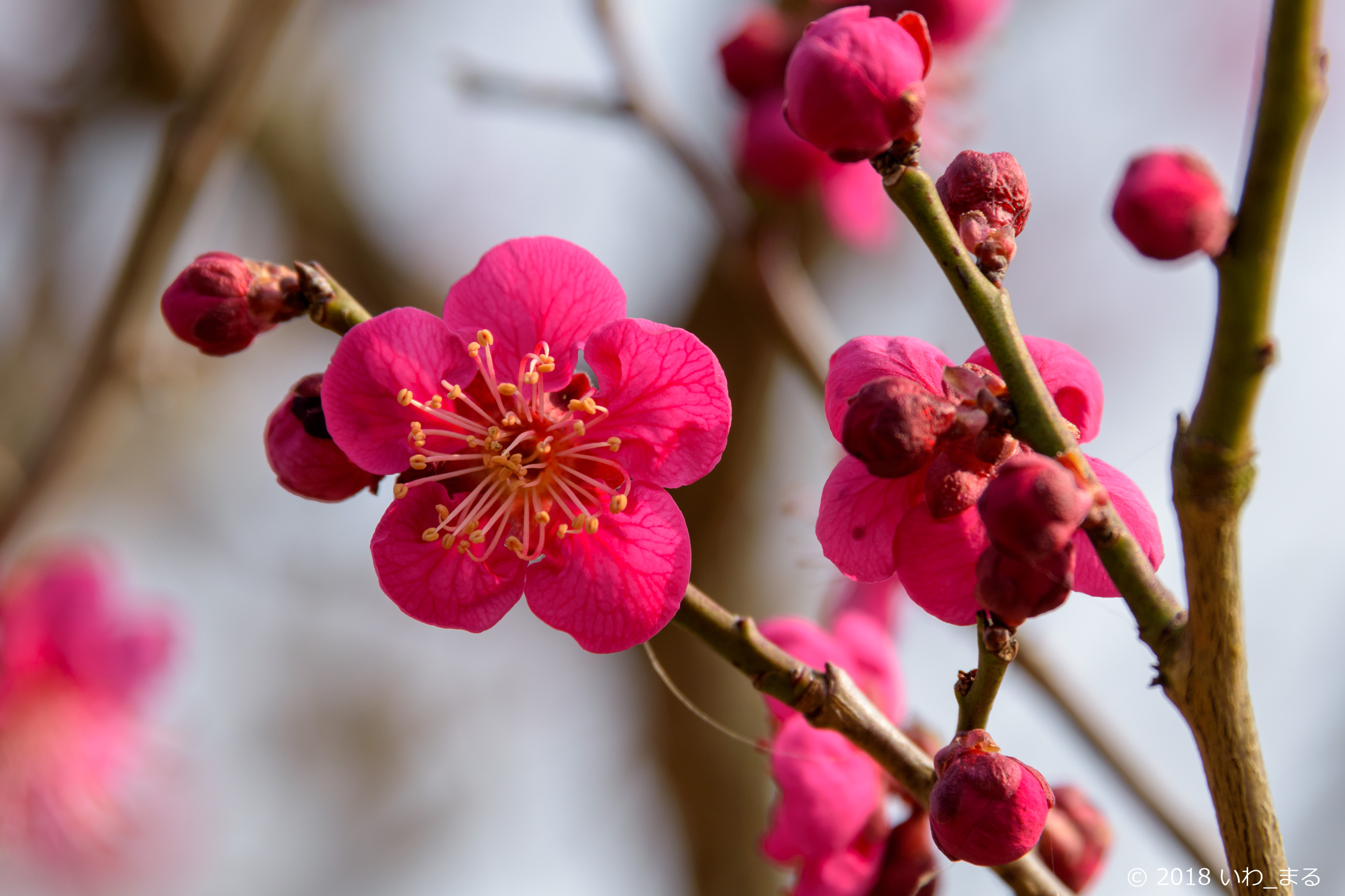 f:id:iwa_maru:20180224232135j:plain