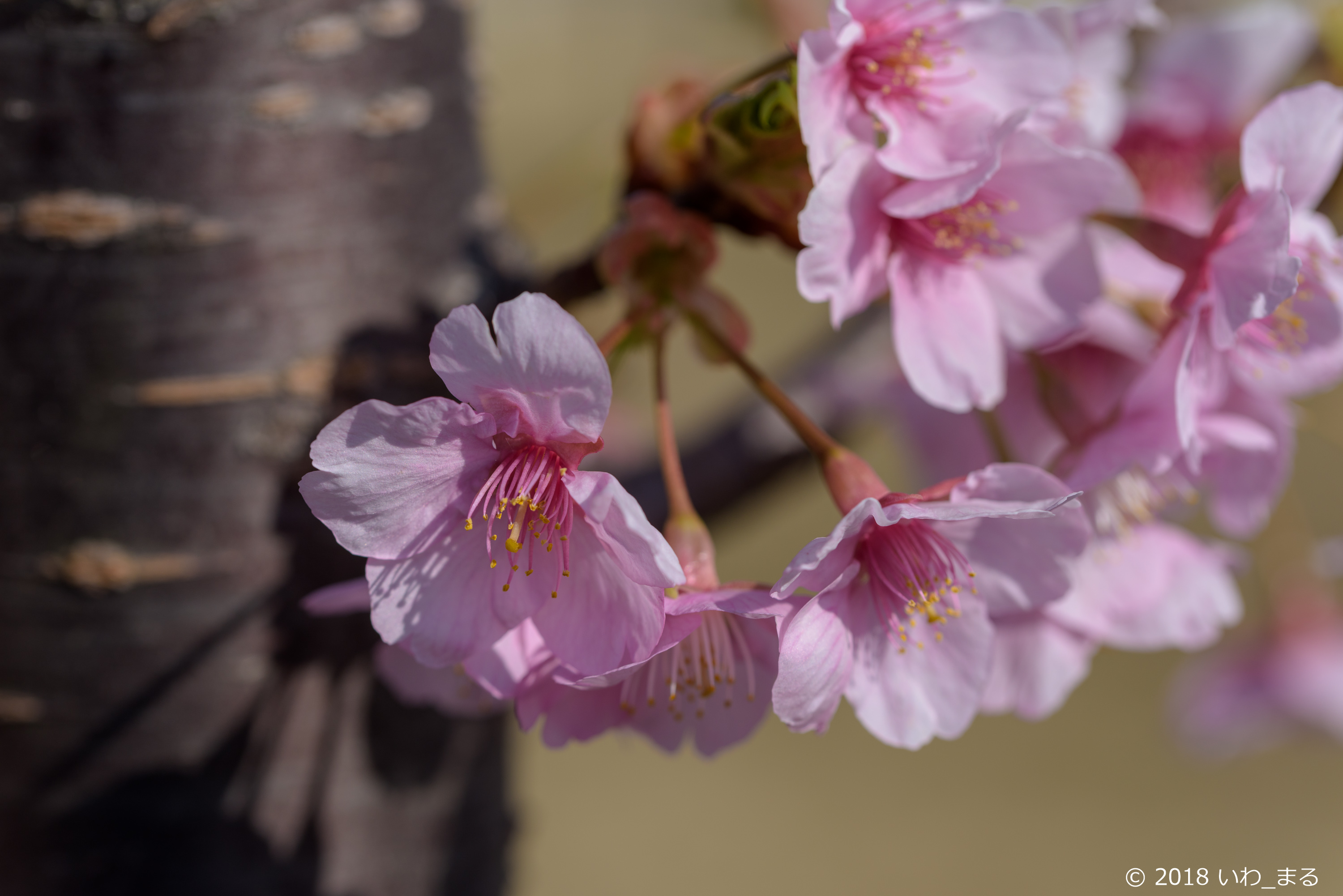 f:id:iwa_maru:20180318200426j:plain