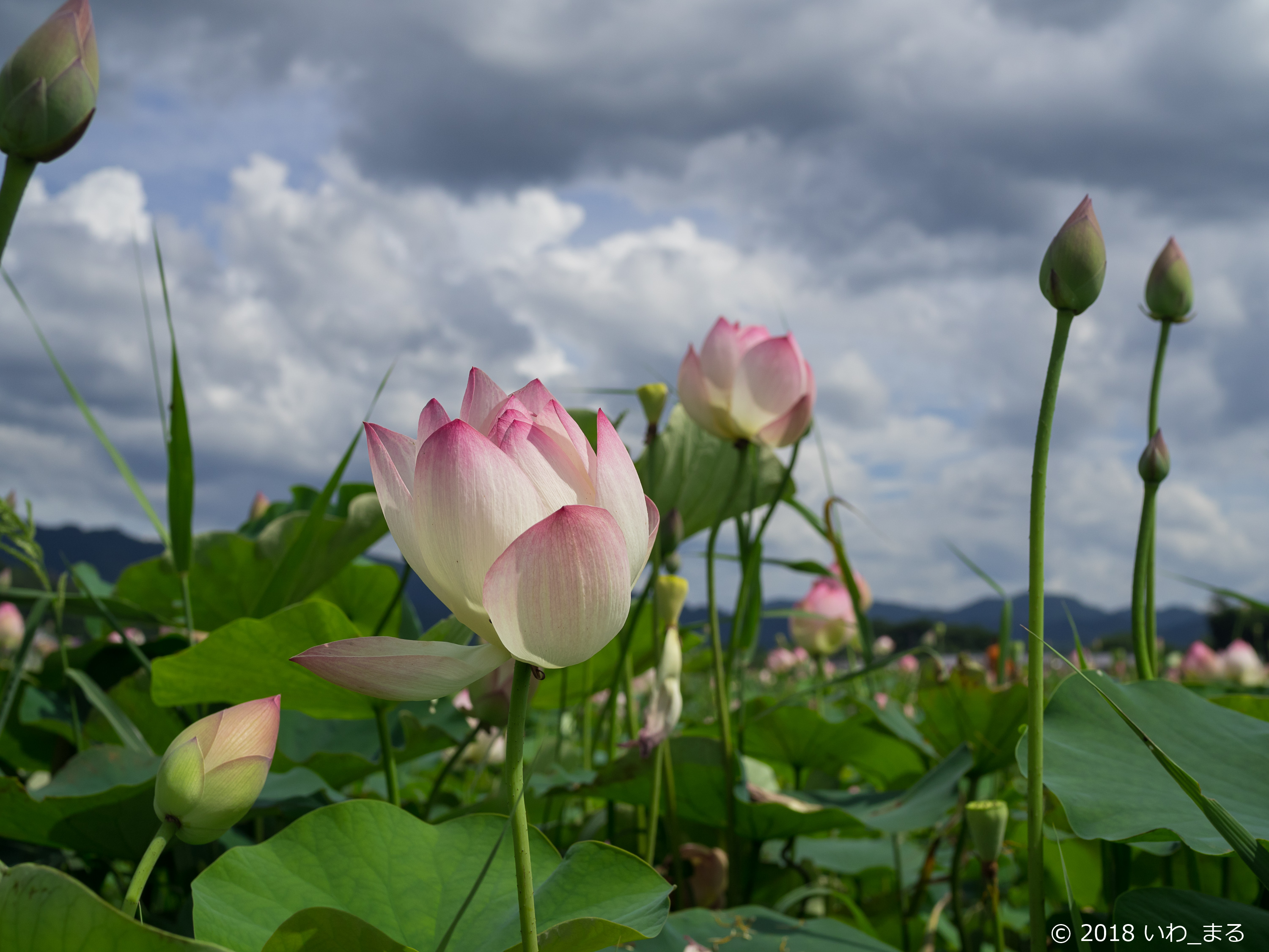 f:id:iwa_maru:20180709224541j:plain f:id:iwa_maru:20180709224541j:plain
