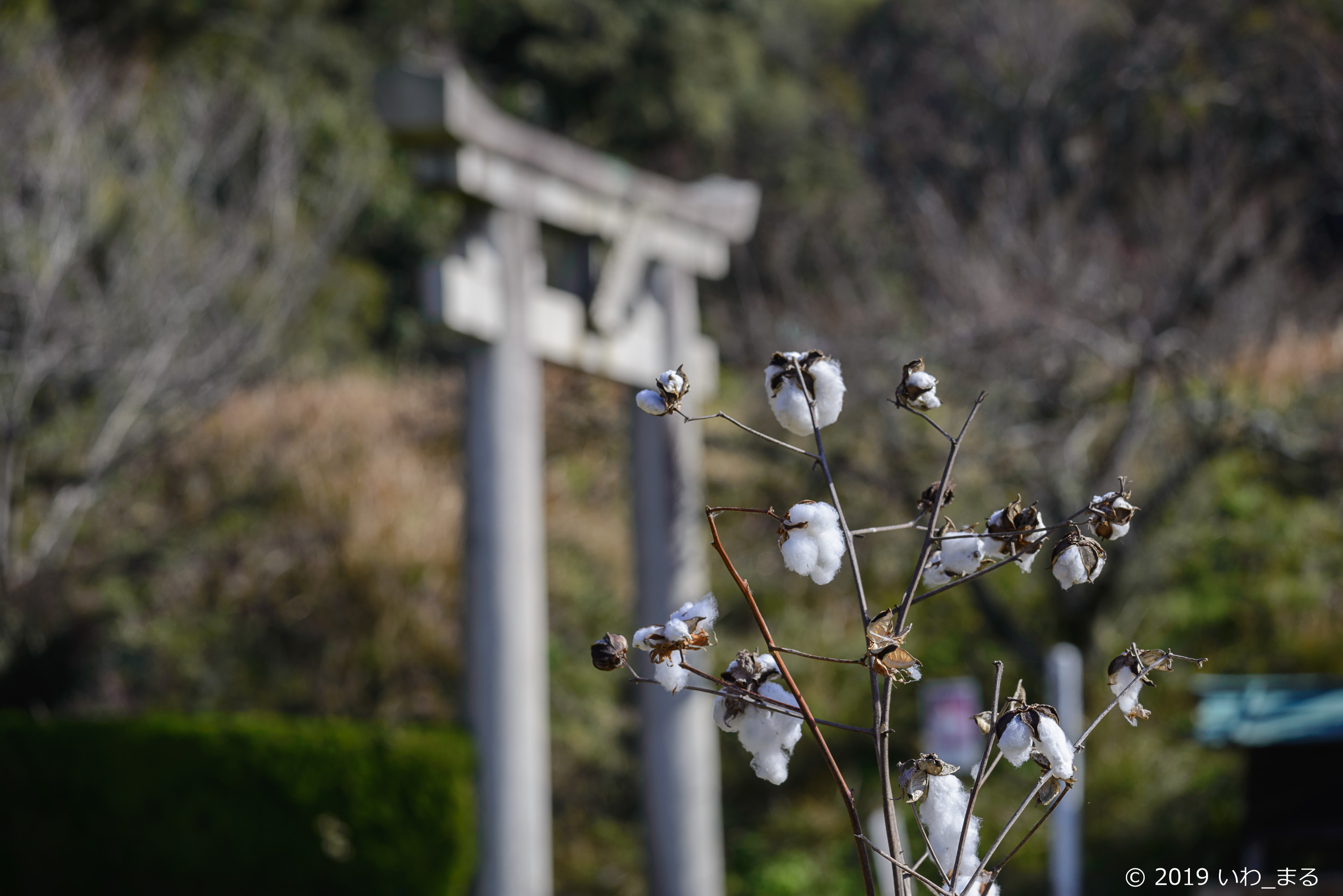 f:id:iwa_maru:20190115213355j:plain