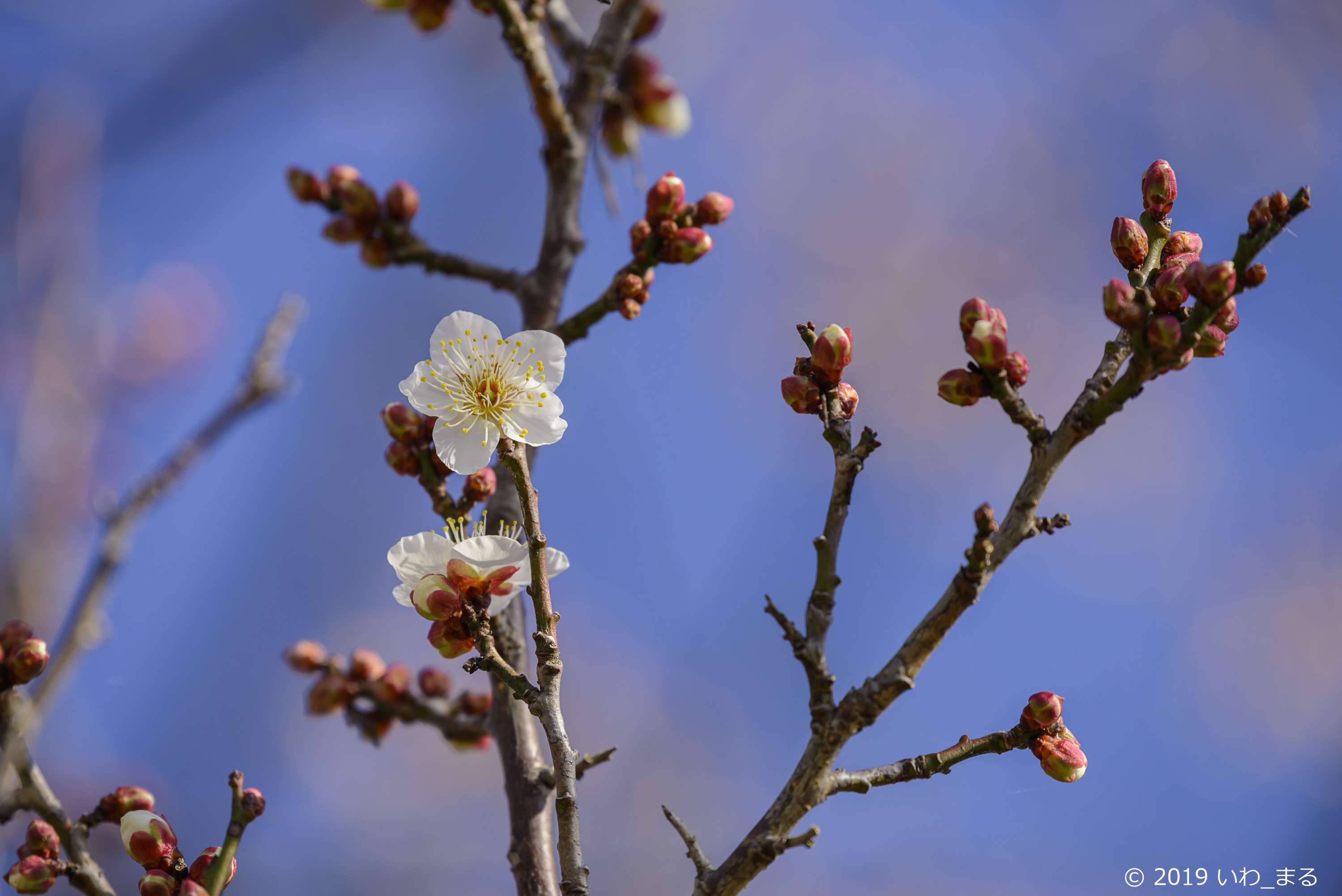 f:id:iwa_maru:20190116215401j:plain