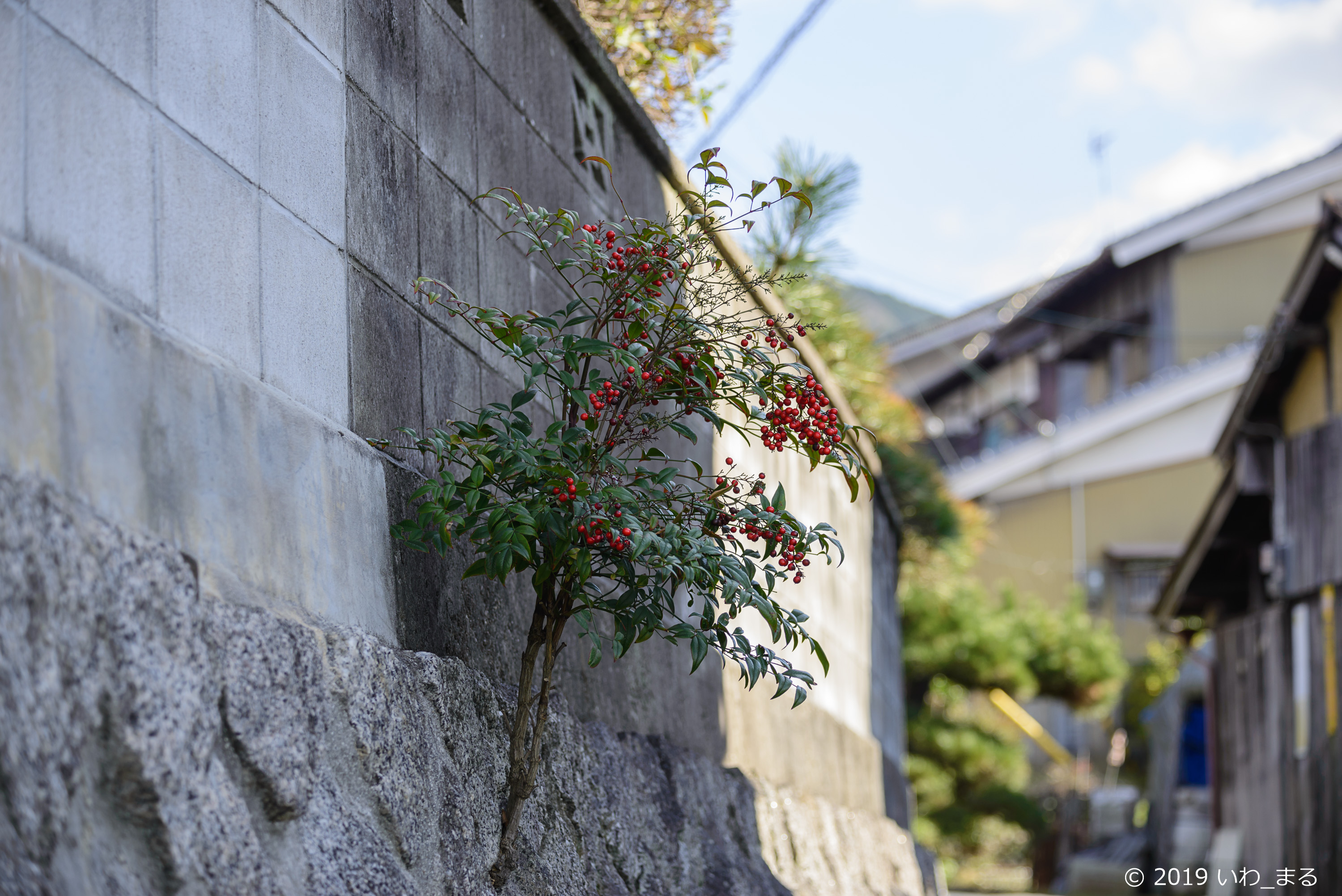 f:id:iwa_maru:20190116215650j:plain