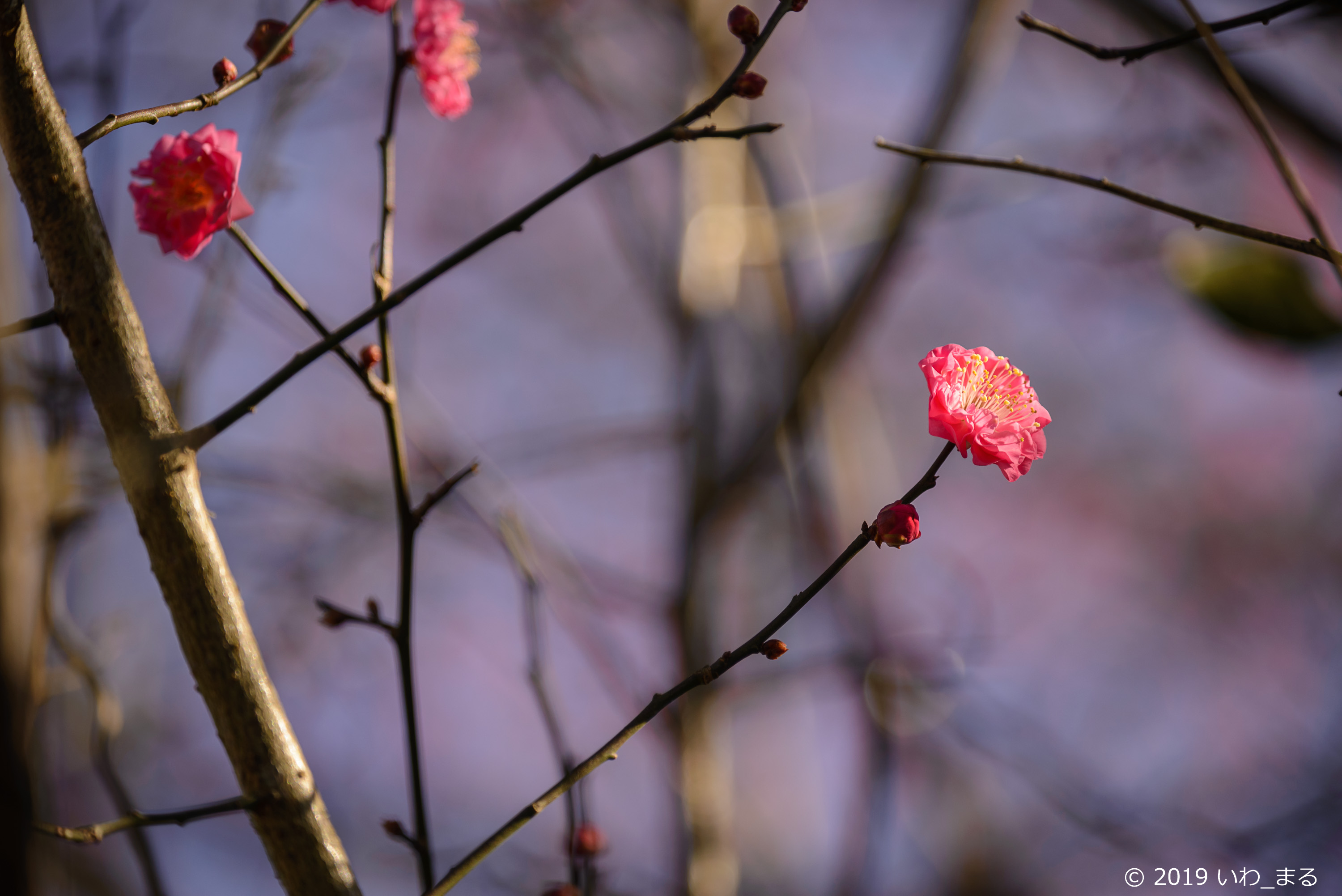 f:id:iwa_maru:20190116215656j:plain
