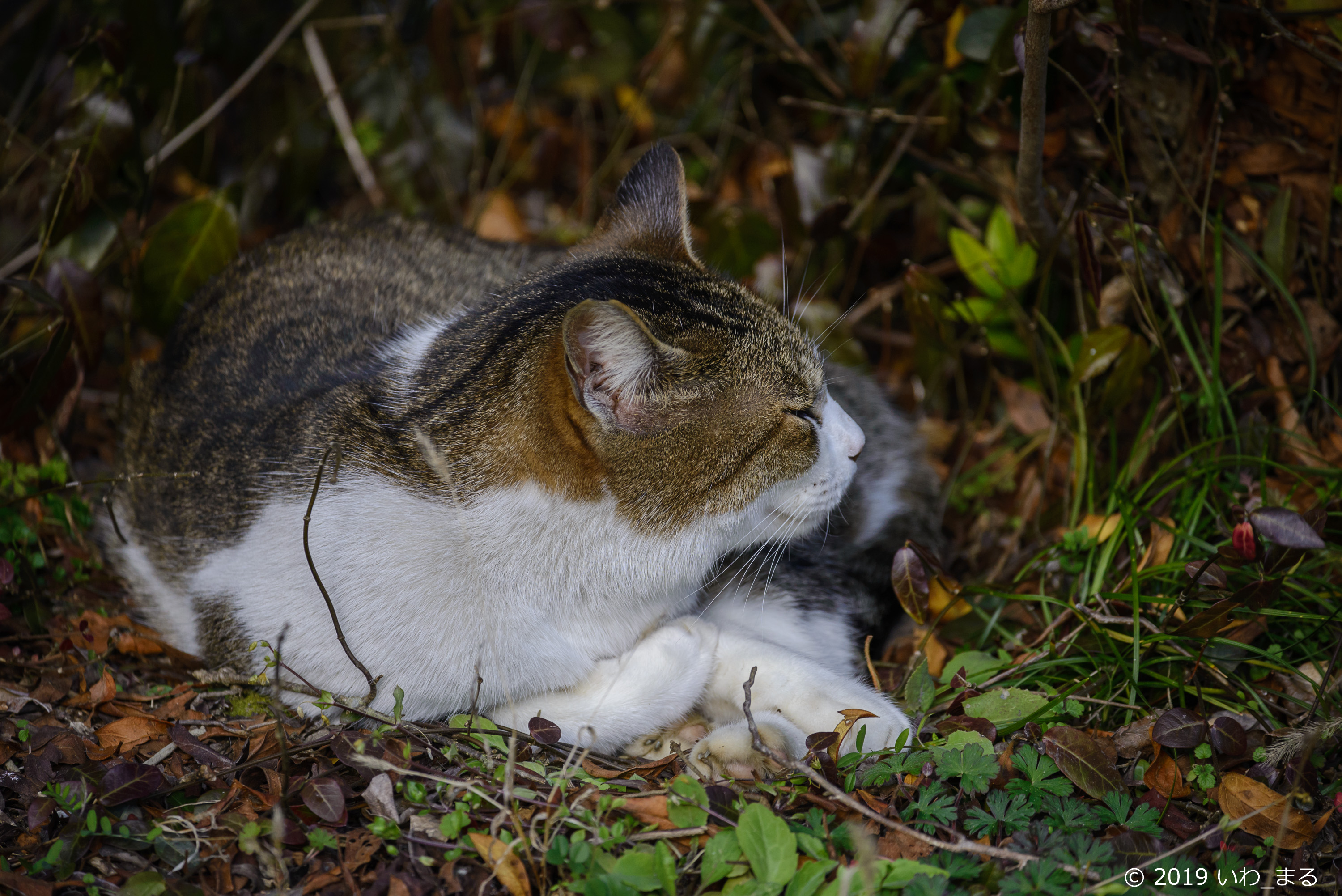 f:id:iwa_maru:20190118214455j:plain