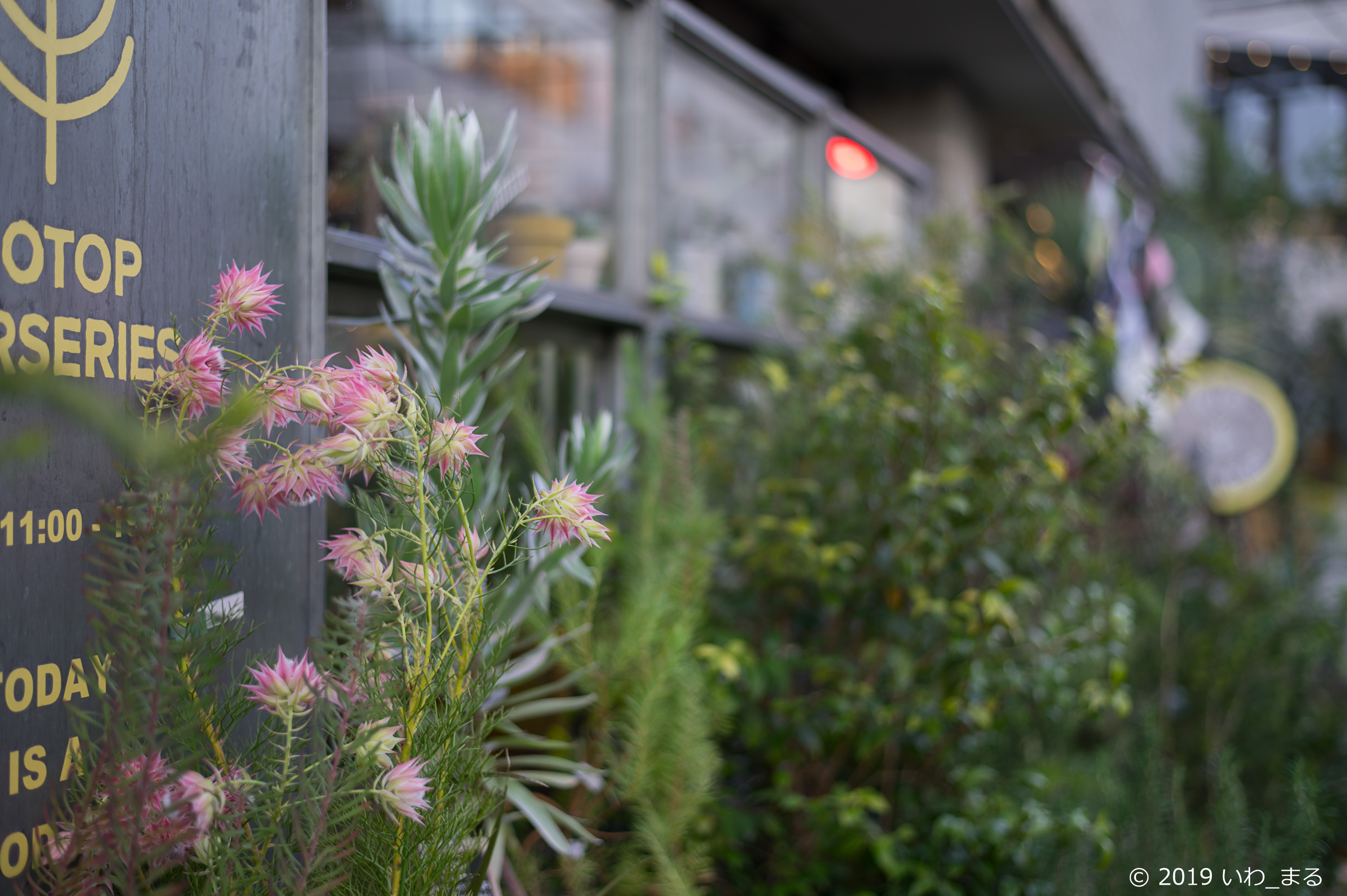 f:id:iwa_maru:20190120172914j:plain