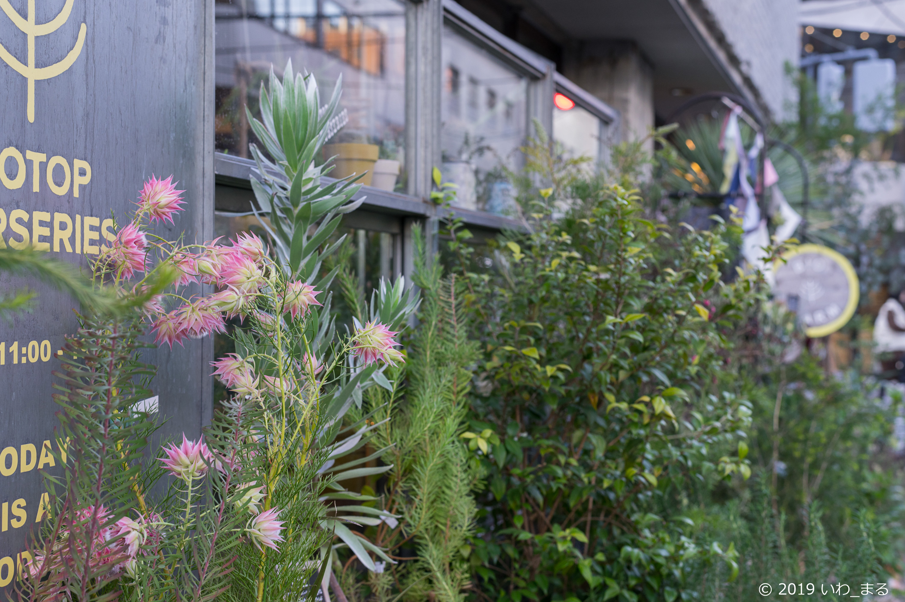 f:id:iwa_maru:20190120172922j:plain