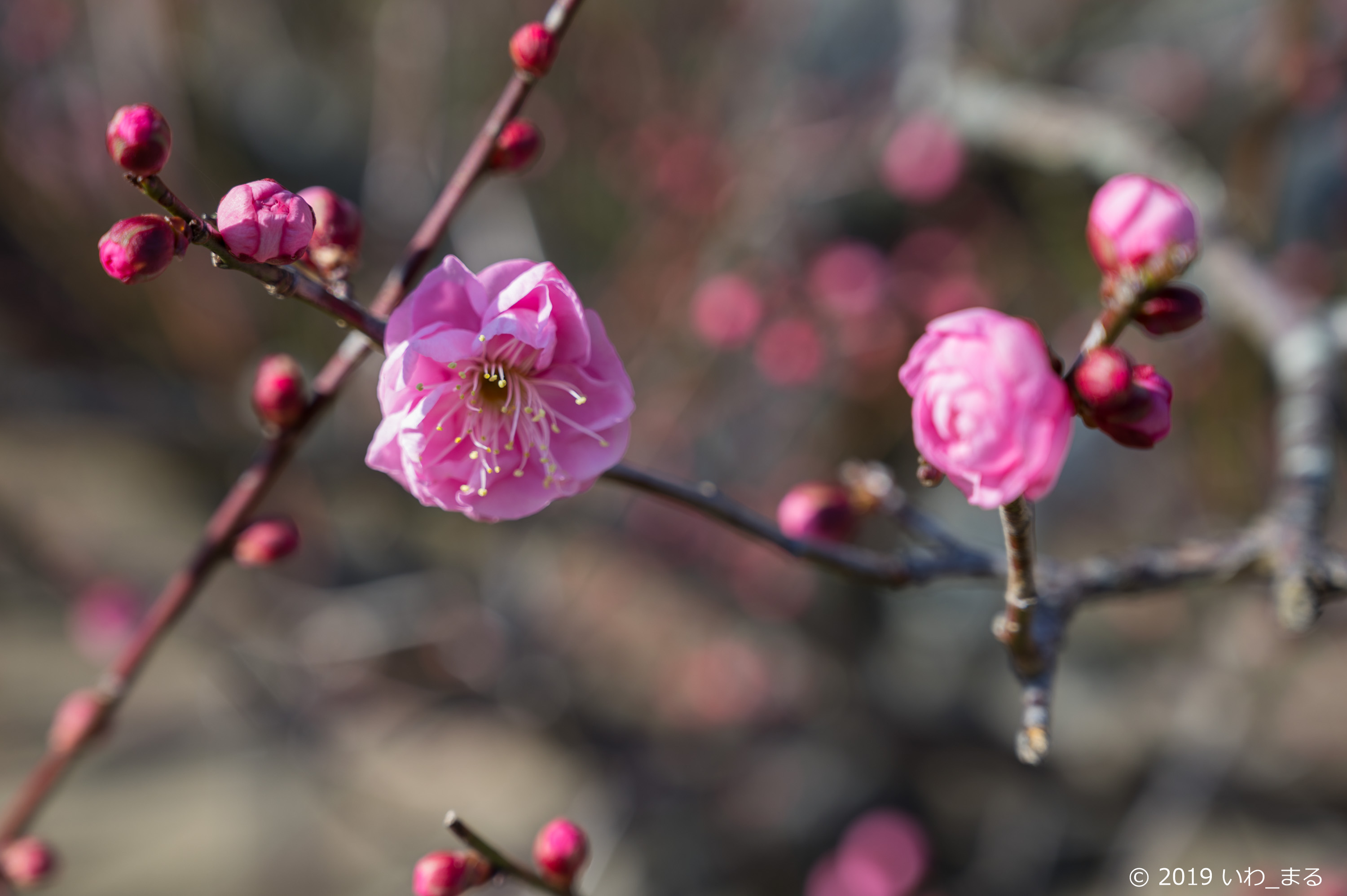 f:id:iwa_maru:20190124215512j:plain
