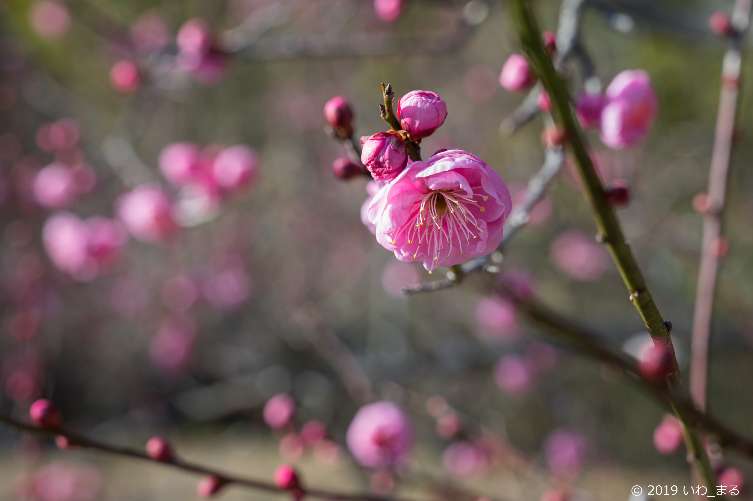 f:id:iwa_maru:20190124215607j:plain