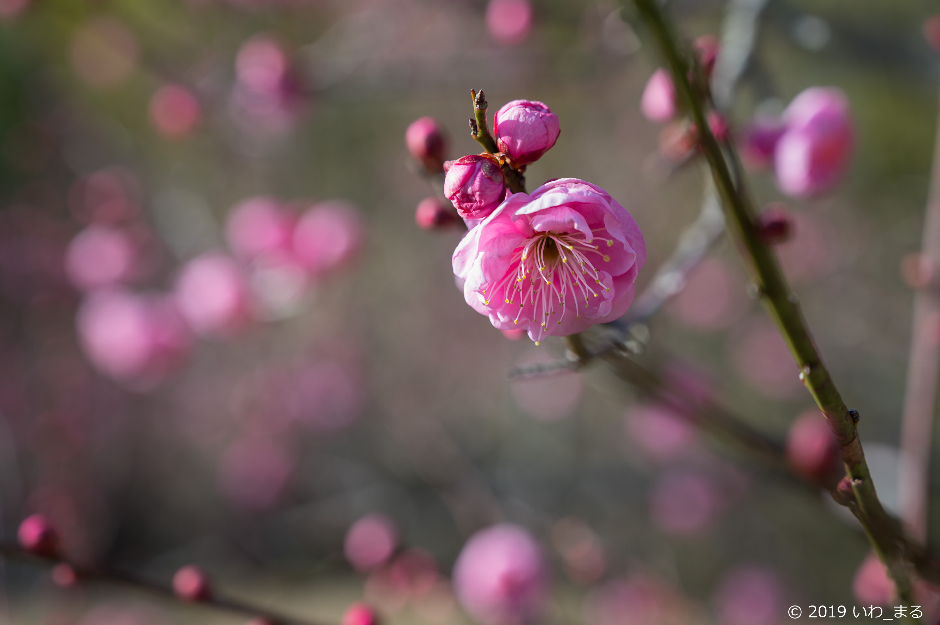 f:id:iwa_maru:20190124215614j:plain