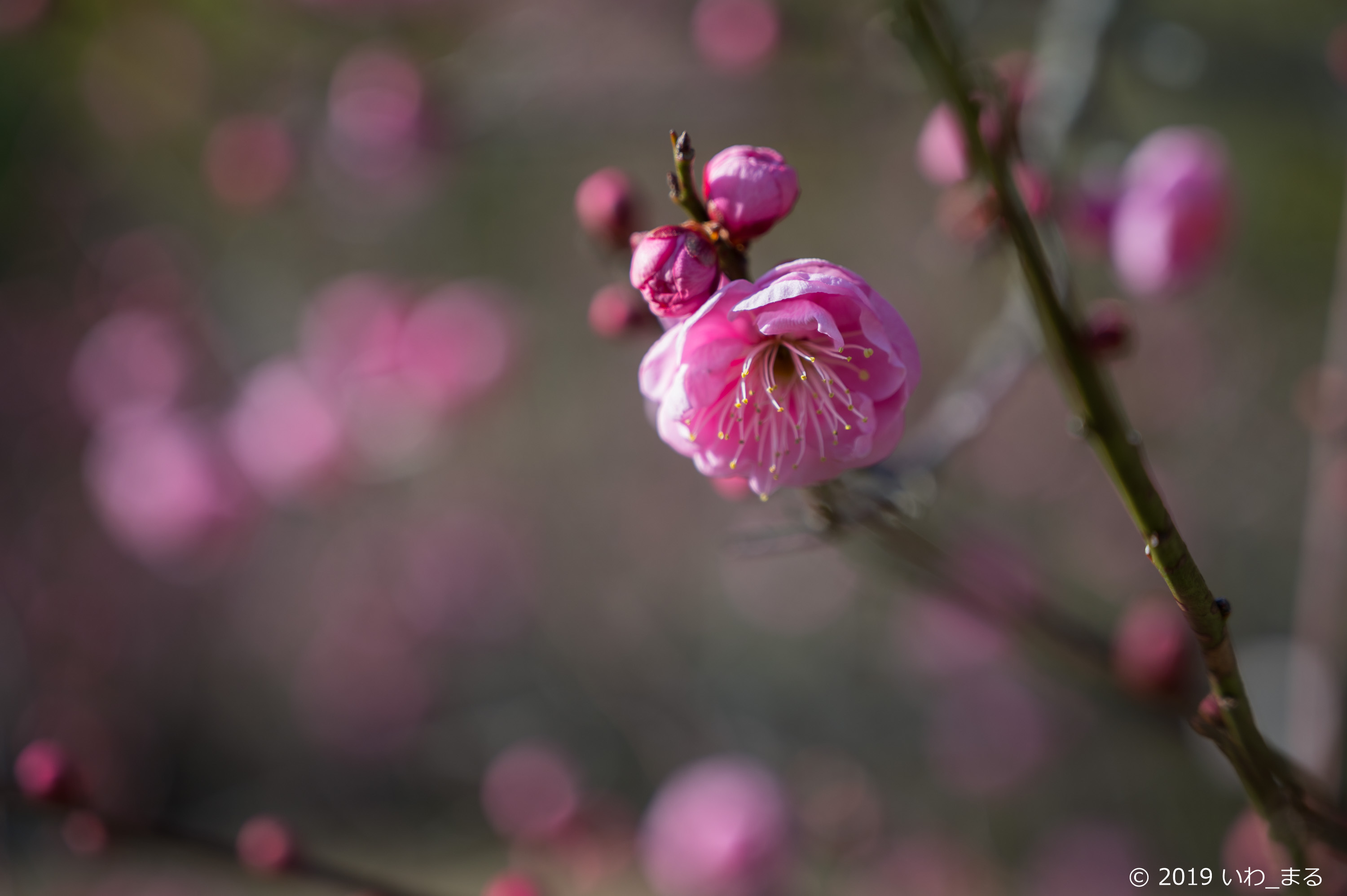 f:id:iwa_maru:20190124215621j:plain