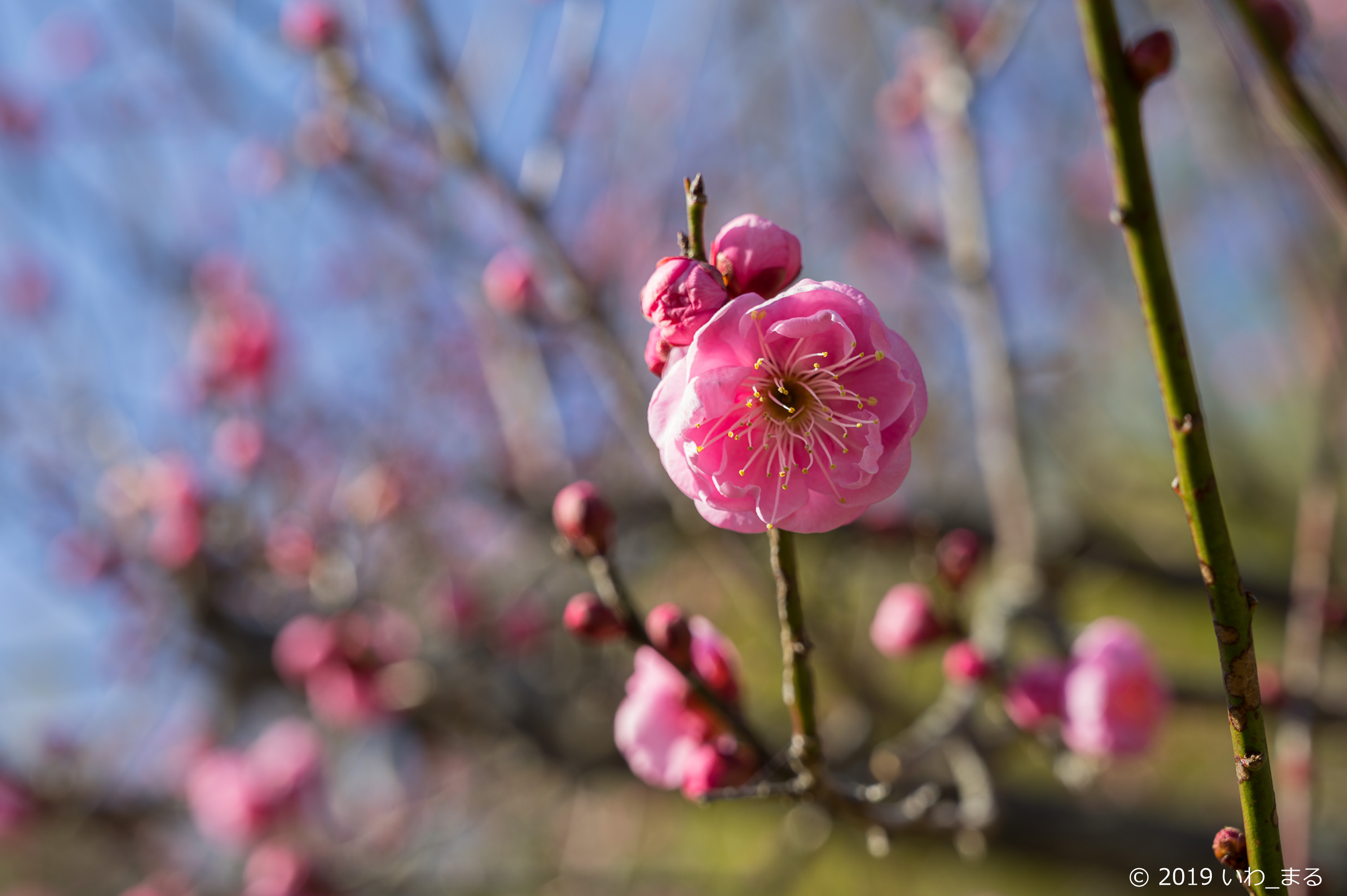 f:id:iwa_maru:20190124215657j:plain