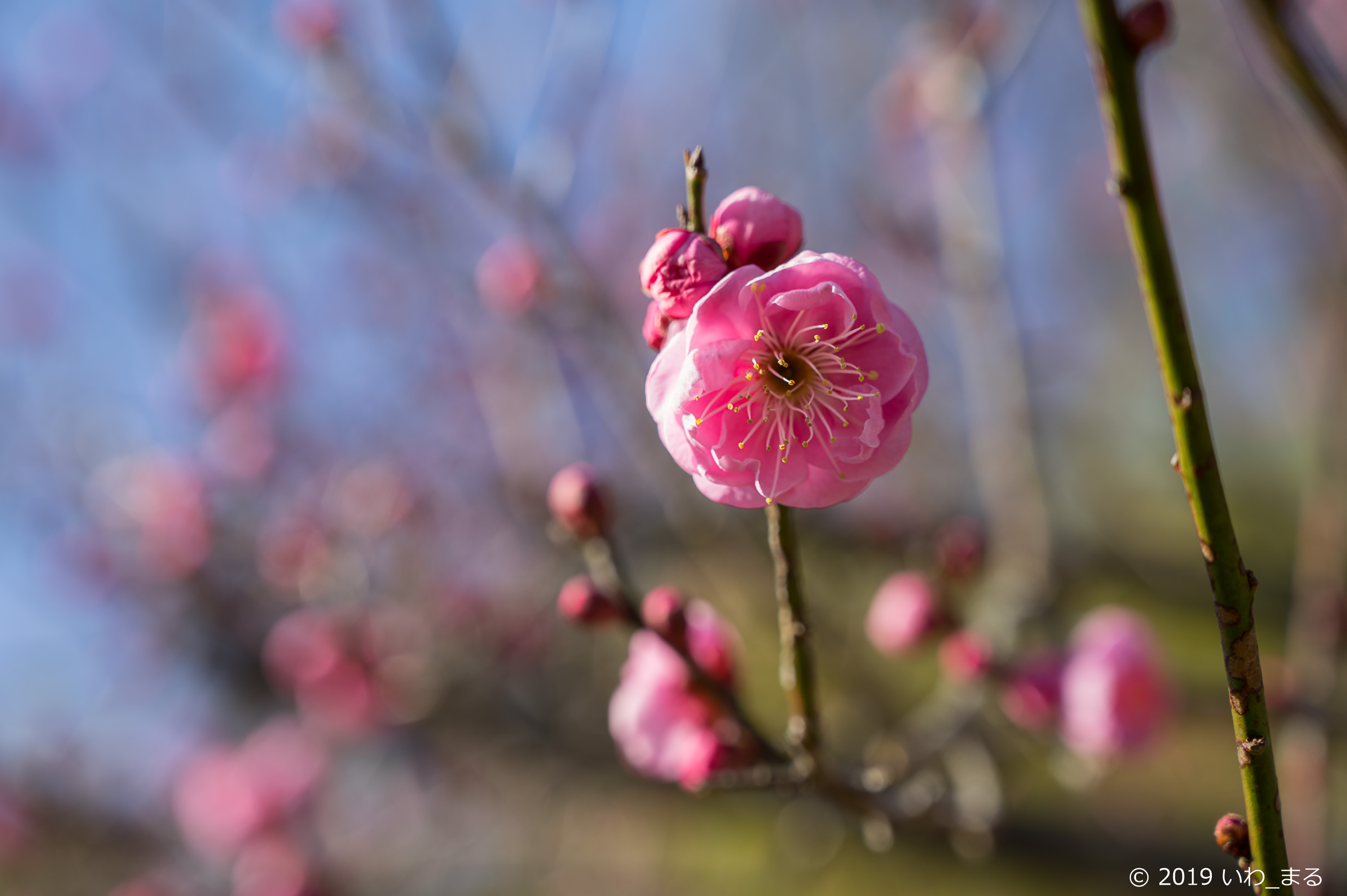 f:id:iwa_maru:20190124215705j:plain