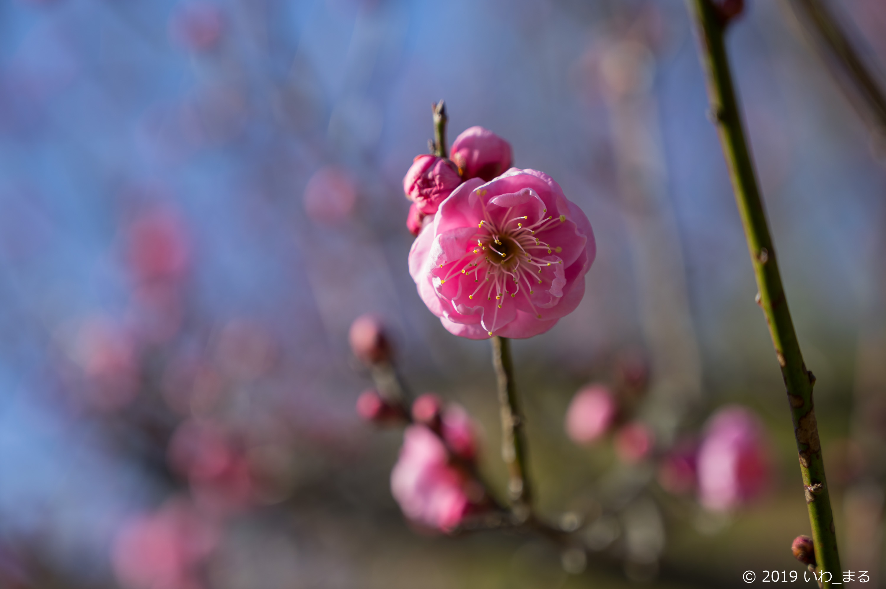 f:id:iwa_maru:20190124215712j:plain