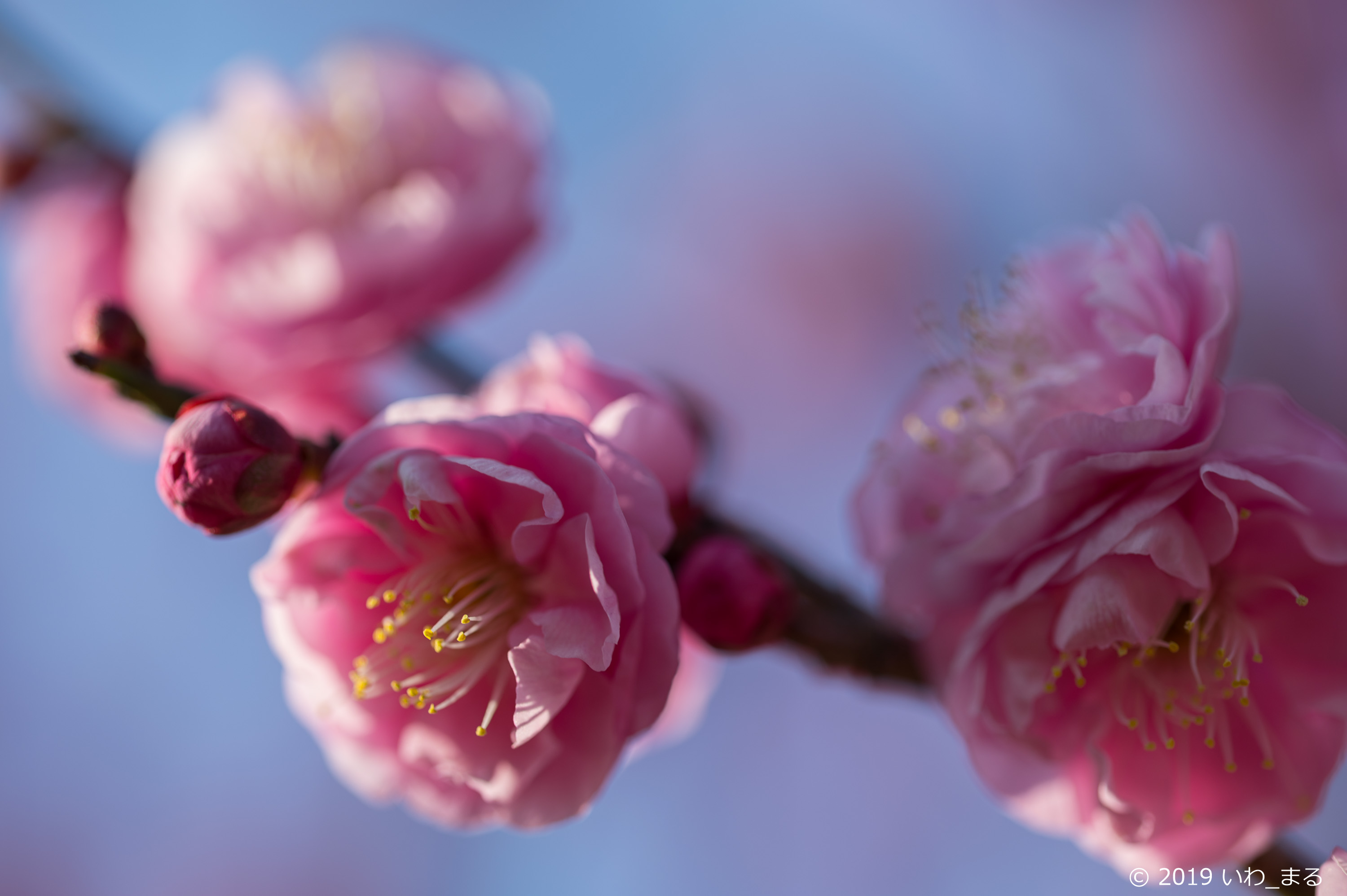 f:id:iwa_maru:20190130213421j:plain