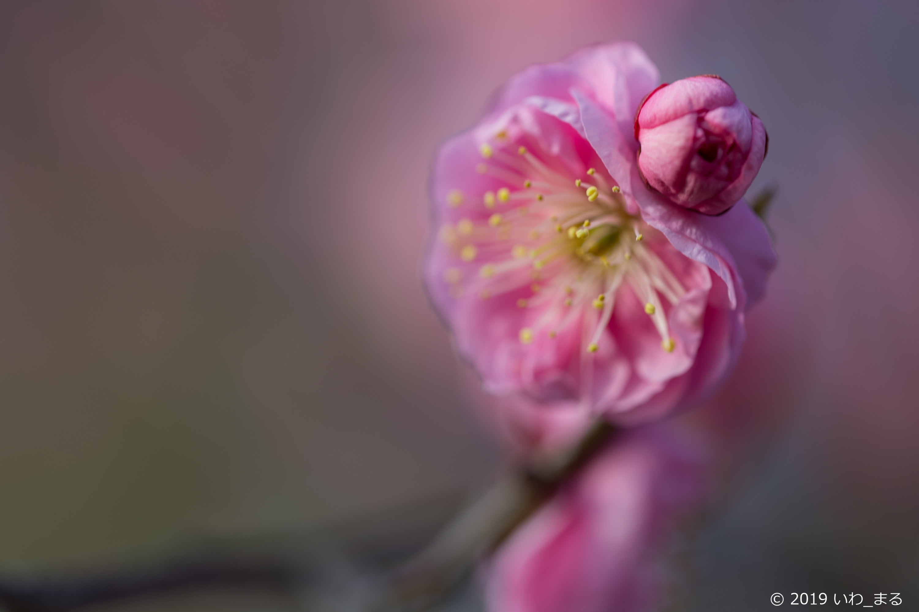f:id:iwa_maru:20190130213655j:plain