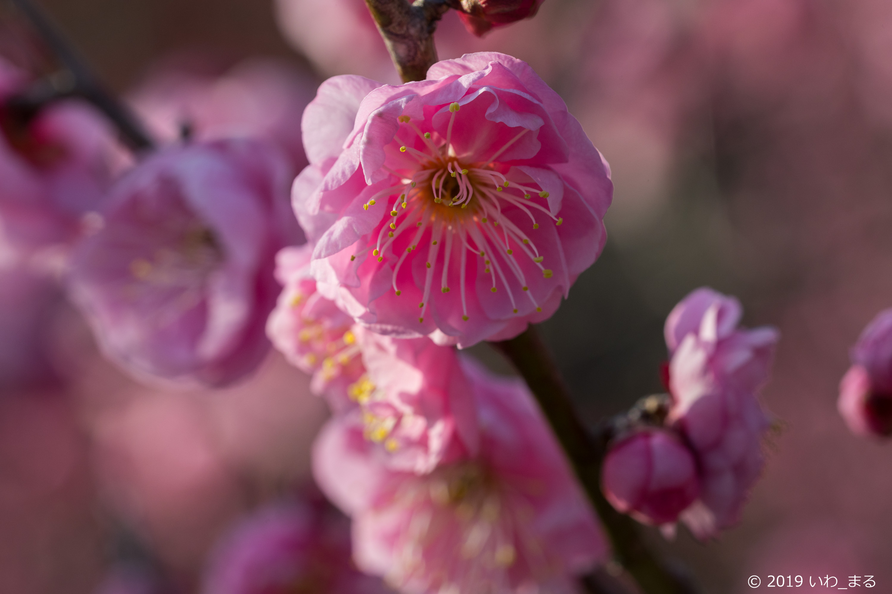 f:id:iwa_maru:20190130213713j:plain