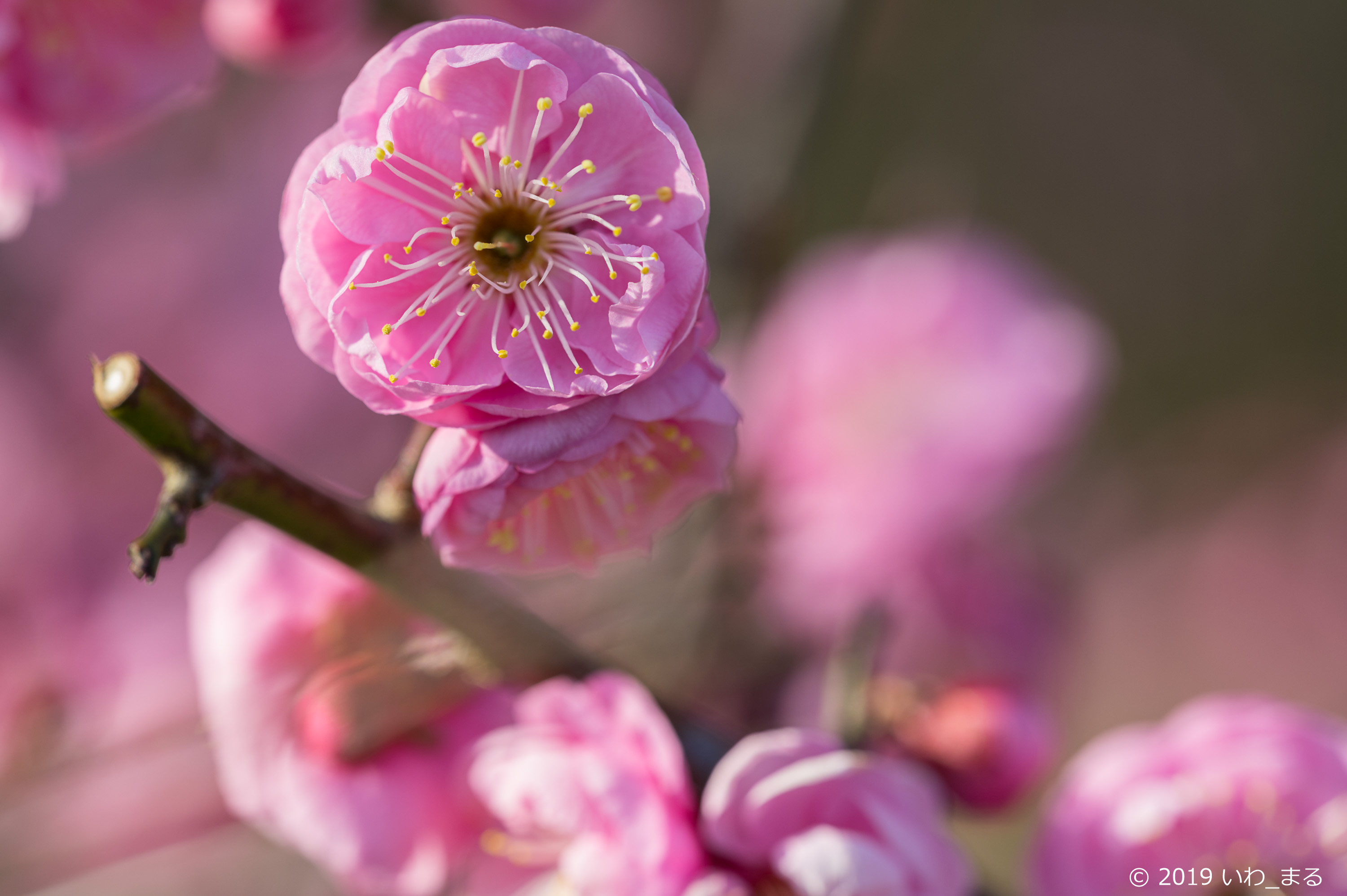 f:id:iwa_maru:20190130213727j:plain