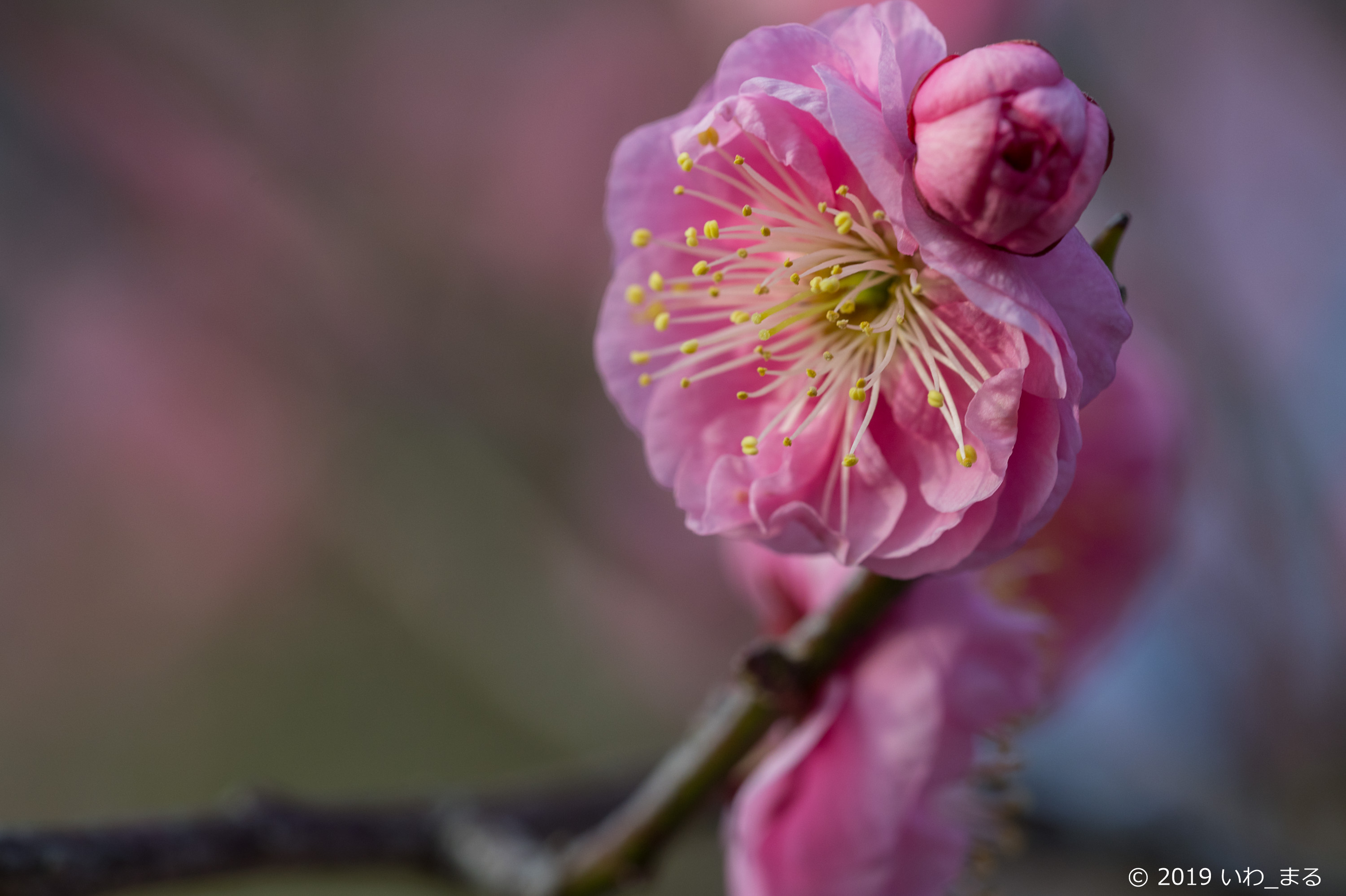 f:id:iwa_maru:20190130213808j:plain