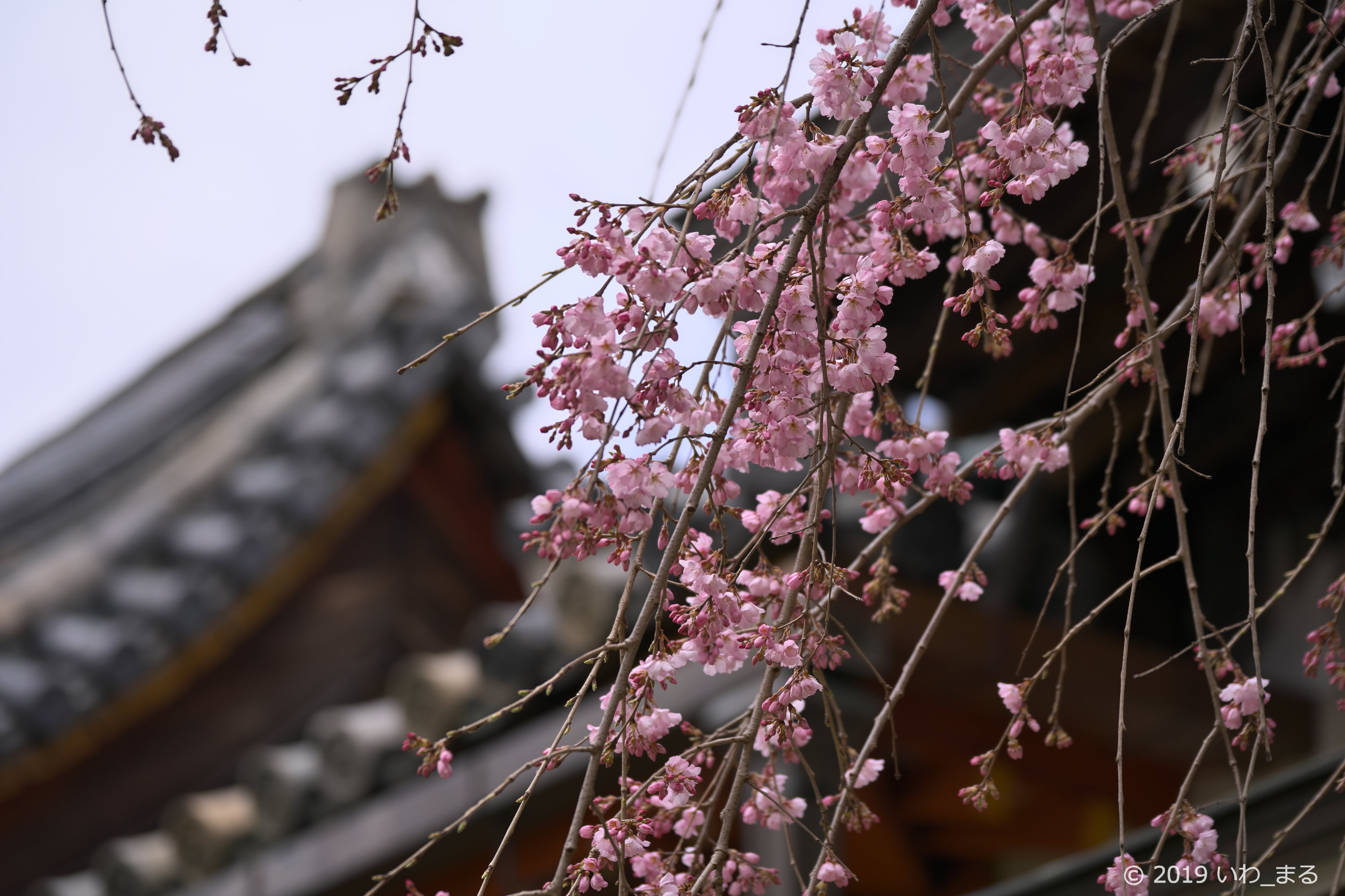 f:id:iwa_maru:20190325215038j:plain