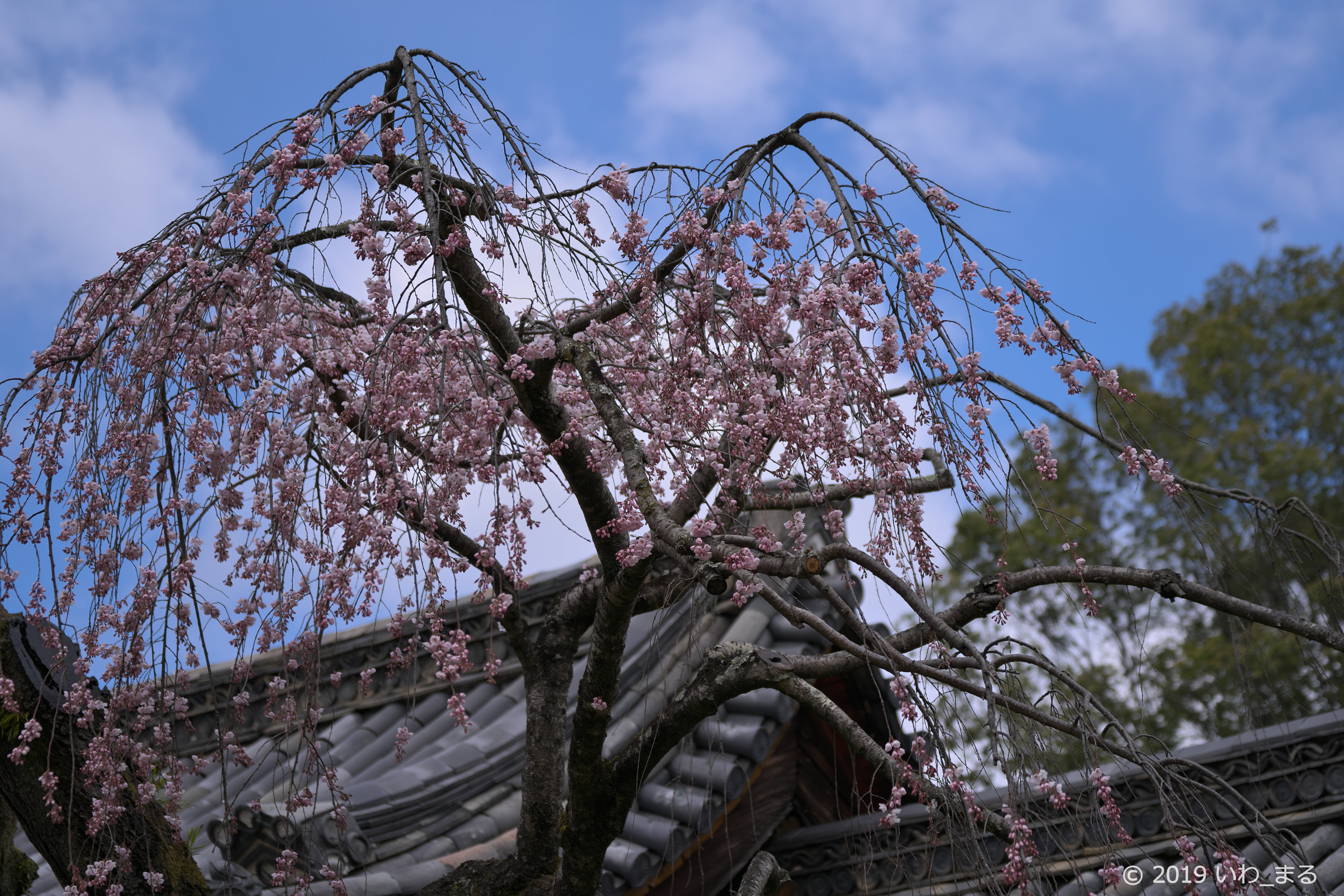 f:id:iwa_maru:20190325215046j:plain