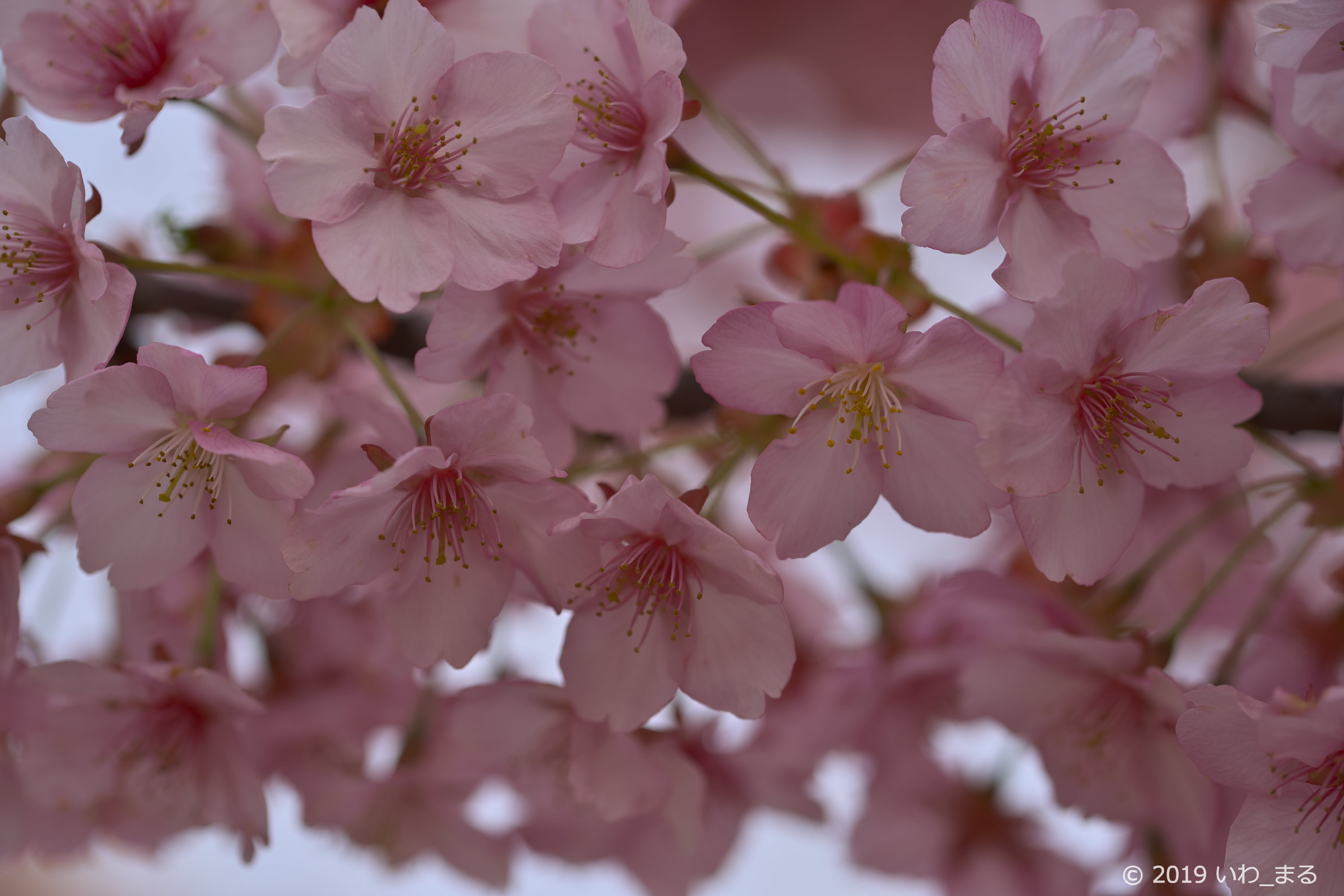 f:id:iwa_maru:20190328213148j:plain